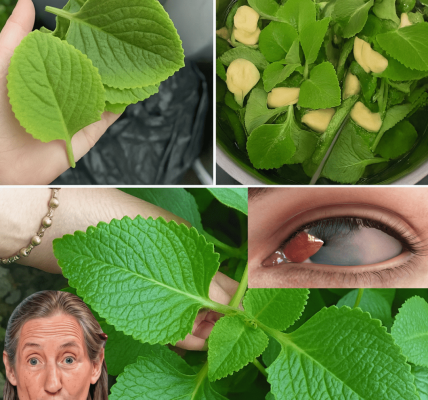 How Oregano Orejón Could Naturally Support Your Vision and Eye Health How Oregano Orejón Could Naturally Support Your Vision and Eye Health