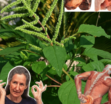 Top 10 Surprising Health Benefits of Pigweed You’ll Wish You Knew Sooner