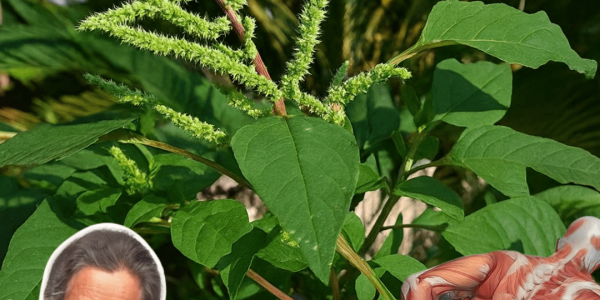 Top 10 Surprising Health Benefits of Pigweed You’ll Wish You Knew Sooner