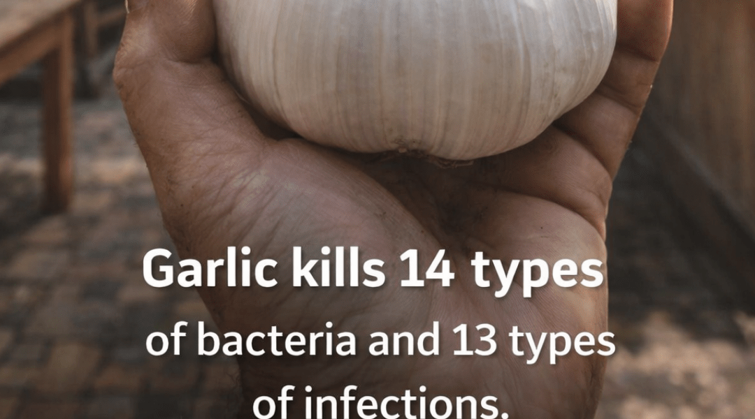 Garlic: Exploring the Natural Antimicrobial Properties of This Everyday Kitchen Staple Garlic: Exploring the Natural Antimicrobial Properties of This Everyday Kitchen Staple