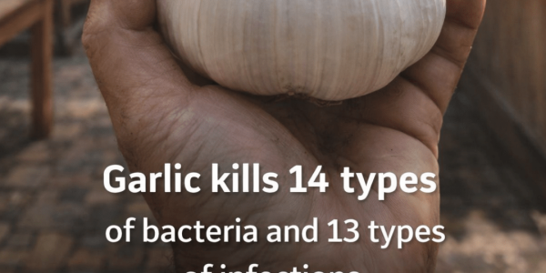 Garlic: Exploring the Natural Antimicrobial Properties of This Everyday Kitchen Staple Garlic: Exploring the Natural Antimicrobial Properties of This Everyday Kitchen Staple