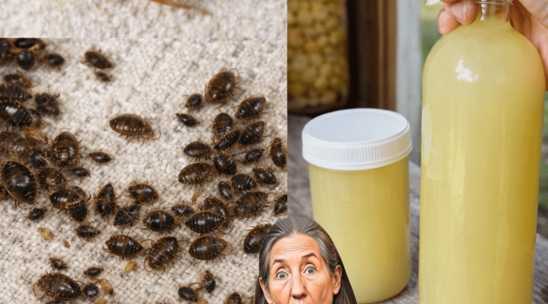 How to Naturally Manage Bed Bugs, Cockroaches, Fruit Flies, and Other Common Household Insects at Home How to Naturally Manage Bed Bugs, Cockroaches, Fruit Flies, and Other Common Household Insects at Home