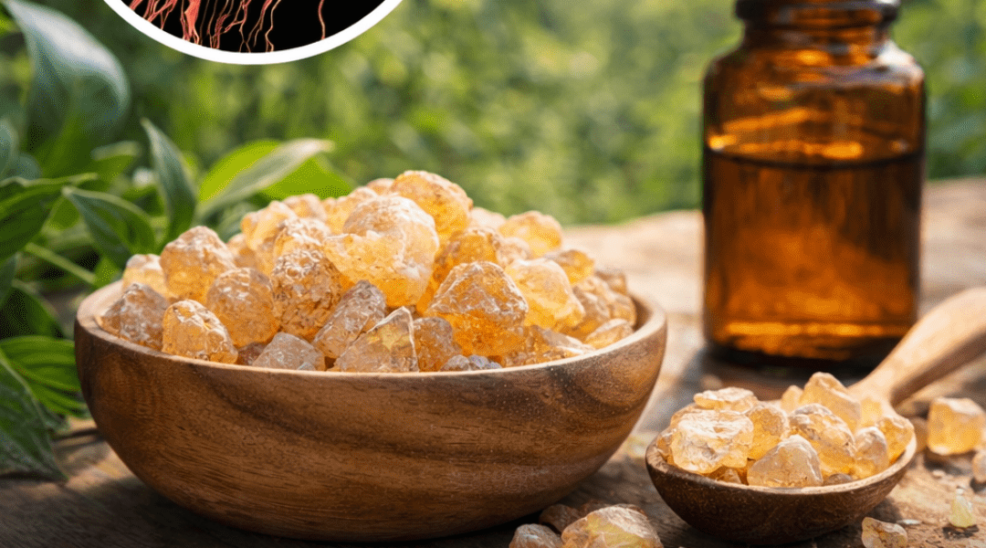 What the Latest Research Reveals About Frankincense and Its Potential Role in Supporting Cellular Health What the Latest Research Reveals About Frankincense and Its Potential Role in Supporting Cellular Health