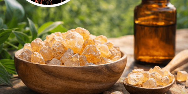 What the Latest Research Reveals About Frankincense and Its Potential Role in Supporting Cellular Health What the Latest Research Reveals About Frankincense and Its Potential Role in Supporting Cellular Health