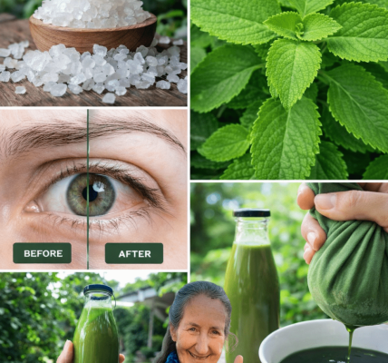 Discovering a Time-Tested Plant That Supports Eye Wellness: What Research Says About This Mint-Family Herb