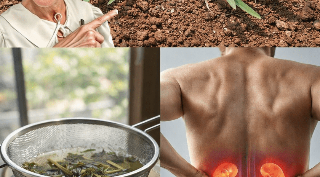 The Common Backyard Weed That Many People Overlook – What You Need to Know About Its Traditional Uses and Benefits The Common Backyard Weed That Many People Overlook – What You Need to Know About Its Traditional Uses and Benefits