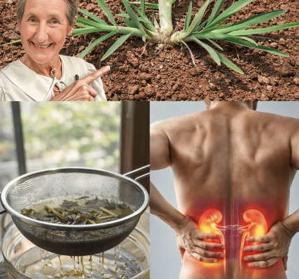 The Common Backyard Weed That Many People Overlook – What You Need to Know About Its Traditional Uses and Benefits