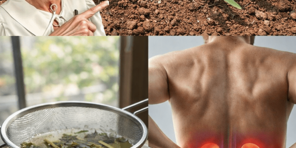 The Common Backyard Weed That Many People Overlook – What You Need to Know About Its Traditional Uses and Benefits