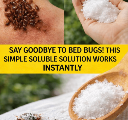 Discover How Gardeners Are Exploring Natural Ways to Manage Bed Bugs Around Outdoor Spaces Discover How Gardeners Are Exploring Natural Ways to Manage Bed Bugs Around Outdoor Spaces