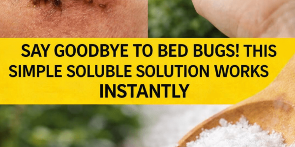 Discover How Gardeners Are Exploring Natural Ways to Manage Bed Bugs Around Outdoor Spaces Discover How Gardeners Are Exploring Natural Ways to Manage Bed Bugs Around Outdoor Spaces