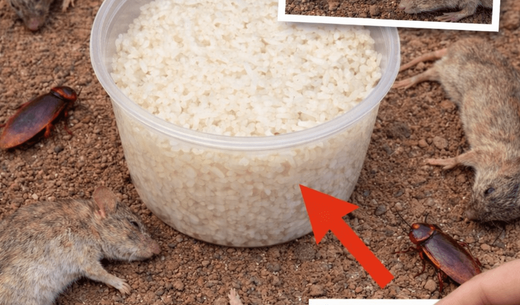 A Simple Baking Soda Mix That May Help Deter Rats and Cockroaches Naturally at Home