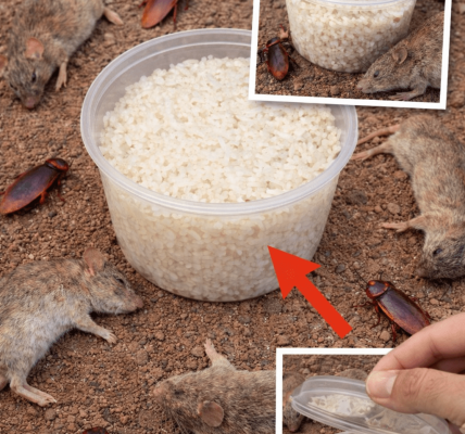 A Simple Baking Soda Mix That May Help Deter Rats and Cockroaches Naturally at Home