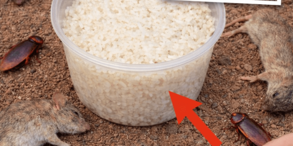 A Simple Baking Soda Mix That May Help Deter Rats and Cockroaches Naturally at Home