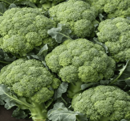Doctors Reveal That Green Broccoli Causes… The Truth Behind the Viral Claim