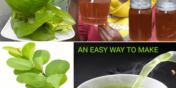 17 Reasons Why You Should Drink Guava Leaf Tea Twice a Week