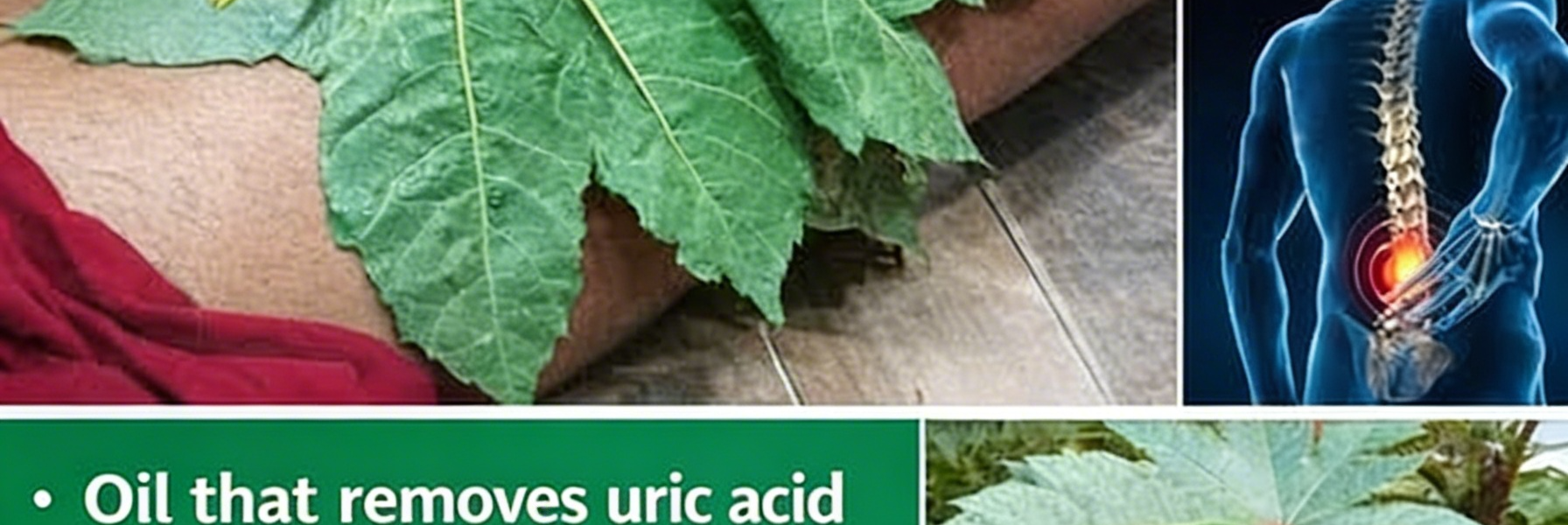 Castor Oil (Aceite de Higuereta / Minyak Jarak): Health Benefits & How to Use It for Hair Castor Oil (Aceite de Higuereta / Minyak Jarak): Health Benefits & How to Use It for Hair