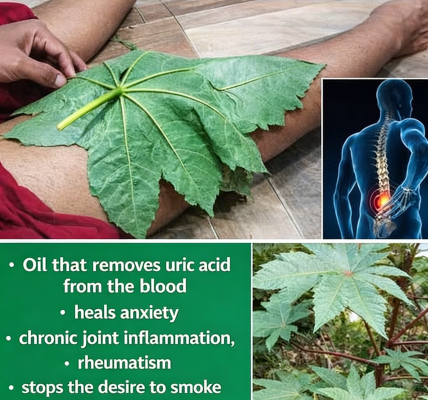Castor Oil (Aceite de Higuereta / Minyak Jarak): Health Benefits & How to Use It for Hair