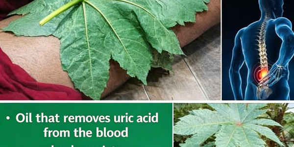 Castor Oil (Aceite de Higuereta / Minyak Jarak): Health Benefits & How to Use It for Hair Castor Oil (Aceite de Higuereta / Minyak Jarak): Health Benefits & How to Use It for Hair