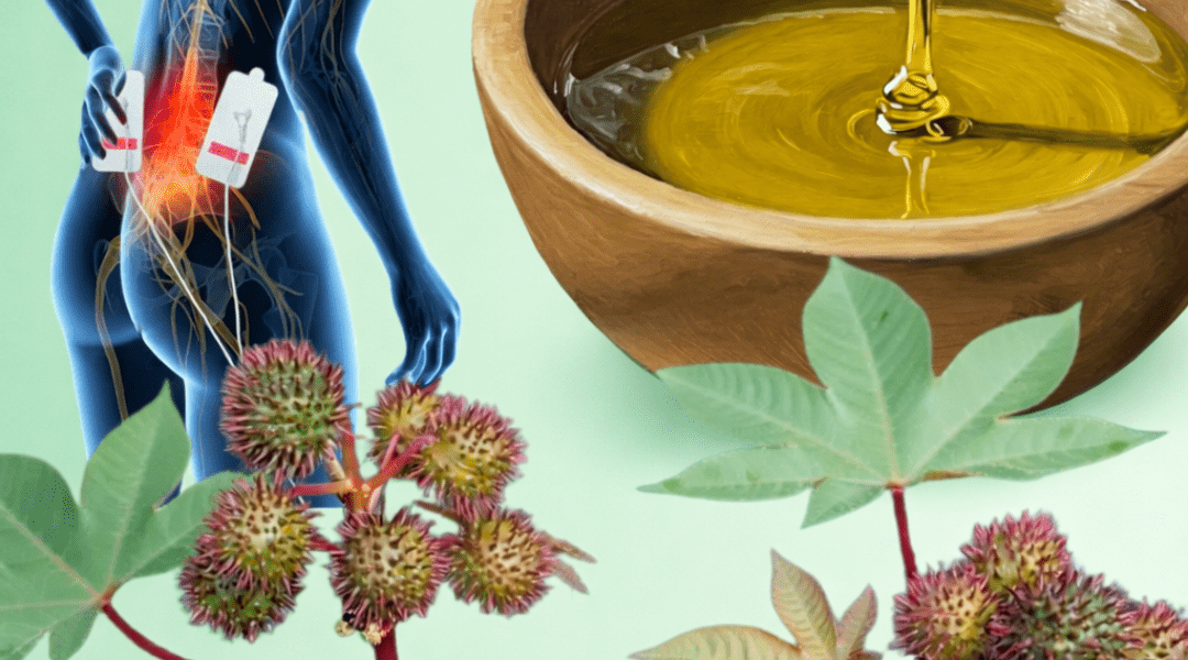 Discover 7 Surprising Ways Castor Leaves May Support Natural Wellness and Simple Home Remedies to Try Discover 7 Surprising Ways Castor Leaves May Support Natural Wellness and Simple Home Remedies to Try