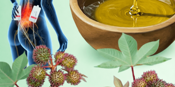 Discover 7 Surprising Ways Castor Leaves May Support Natural Wellness and Simple Home Remedies to Try