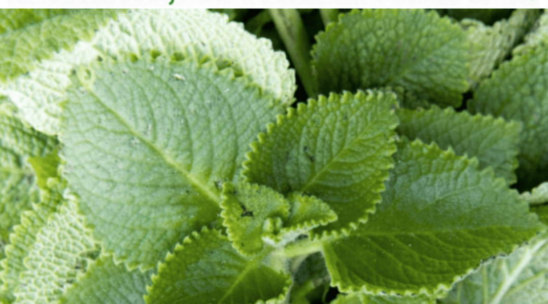 Oregano: The Tiny Herb That Might Offer Surprising Everyday Wellness Support Oregano: The Tiny Herb That Might Offer Surprising Everyday Wellness Support