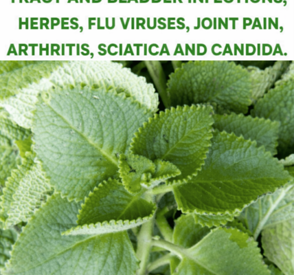 Oregano: The Tiny Herb That Might Offer Surprising Everyday Wellness Support