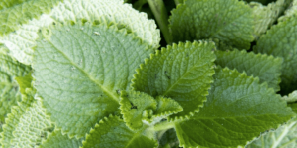 Oregano: The Tiny Herb That Might Offer Surprising Everyday Wellness Support