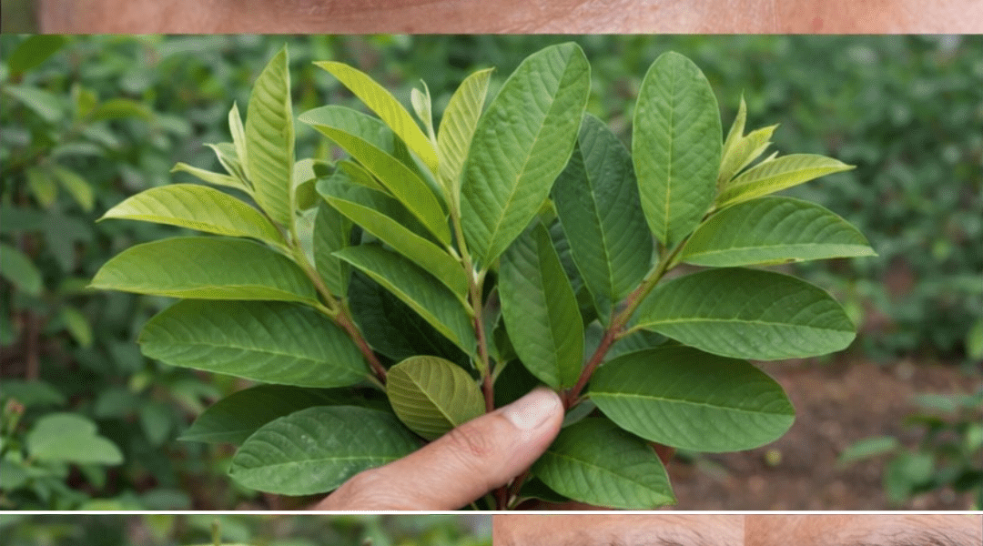 Discover Simple Ways Guava May Naturally Support Eye Health After Age 50