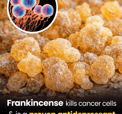 Frankincense fights cancer and is a proven antidepressant without any side effects Frankincense fights cancer and is a proven antidepressant without any side effects