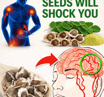 12 Ways Moringa Seeds Can Support Your Everyday Health and Wellness
